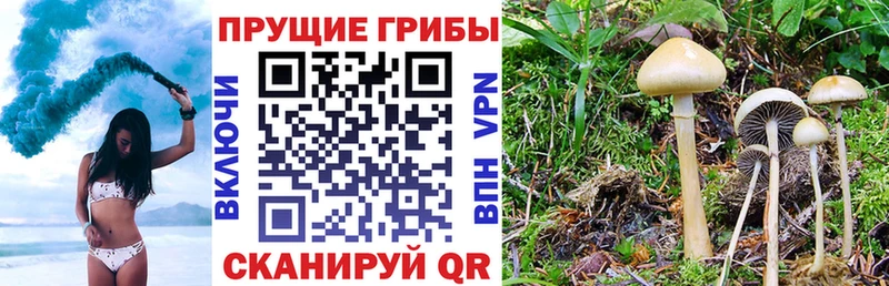 закладка  Невельск  Галлюциногенные грибы Psilocybine cubensis 
